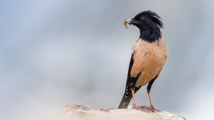Rosy starling in flight - Pastor roseus
