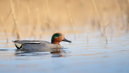 Eurasian teal - Anas crecca
