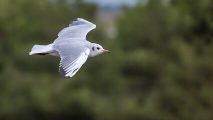 Black-headed gull - Chroicocephalus ridibundus