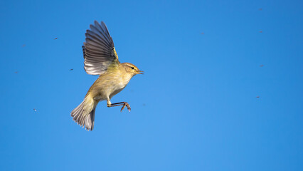 Common chiffchaff - Phylloscopus collybita