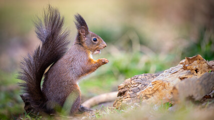 Red Squirrel - Sciurus vulgaris