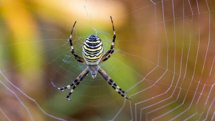 Wasp spider - Argiope bruennichi
