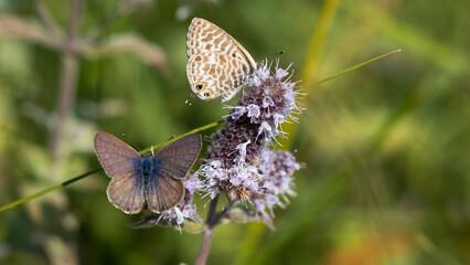 Common Zebra Blue - Leptotes pirithous