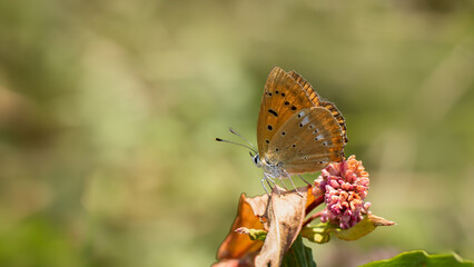 Scarce copper butterfly - Lycaena virgaureae