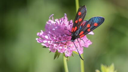 Slim burnet - Zygaena angelicae