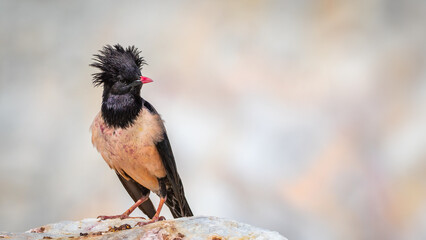 Rosy starling calling - Pastor roseus