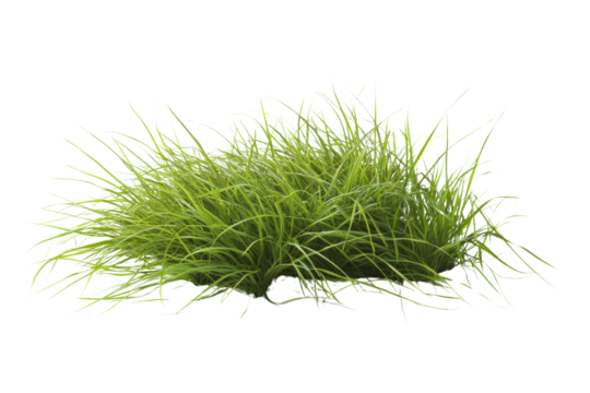Lush green grass clump isolated on a white background, perfect for landscaping or nature-related designs.