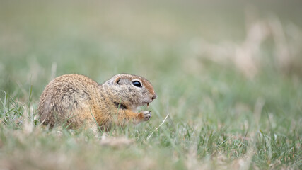 Fototapeta premium European ground squirrel - Spermophilus citellus