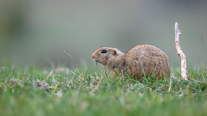 European ground squirrel - Spermophilus citellus