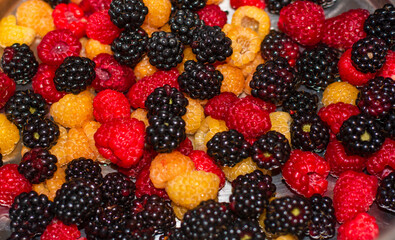 sea ​​of ​​yellow raspberries and red raspberries freshly picked from organic crops