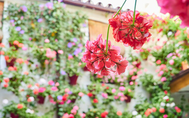 Flowery courtyard on a sunny day in May, Cordoba, Andalusia, Spain.
