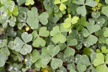 秋雨の公園風景