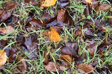 秋雨の公園風景