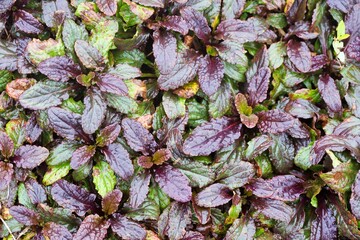 秋雨の公園風景