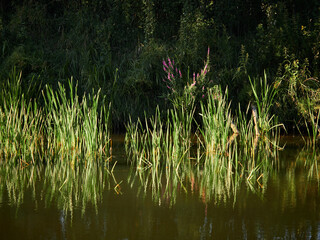 Natural landscape. Reflection in the river at sunset.