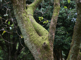 苔の生えた老木