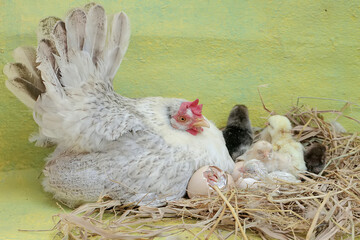 An adult hen is guarding her newly hatched chicks from predators. This poultry, which is usually consumed by humans, has the scientific name Gallus gallus domesticus.