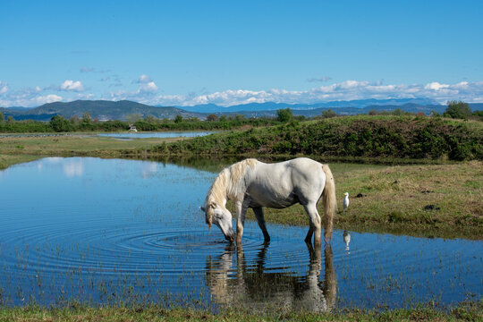 Cavallo Camargue nella Riserva Naturale Regionale della Foce dell'Isonzo, Isola della Cona
