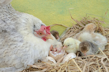 An adult hen is guarding her newly hatched chicks from predators. This poultry, which is usually consumed by humans, has the scientific name Gallus gallus domesticus.