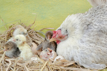 An adult hen is guarding her newly hatched chicks from predators. This poultry, which is usually consumed by humans, has the scientific name Gallus gallus domesticus.