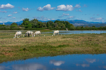 Riserva Naturale Regionale della Foce dell'Isonzo, Isola della Cona © Roberto Pighin
