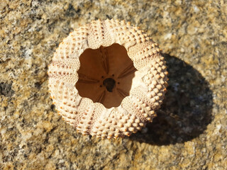 Upside down shell of arbacia lixula or urchin.