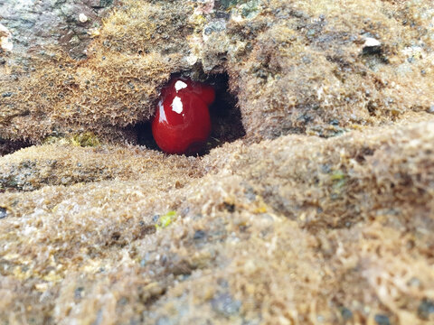 Red actinia equina (beadlet anemone) lives on a rock in the Mediterranean sea.
