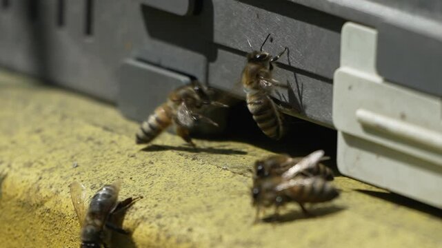 Bees, pollen, hive - Close-up view of bees with colorful pollen on legs near beehive entrance, 240 fps slow motion, pollination process in nature. Apis mellifera