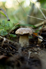 Jesień, grzyby, las. grzyb, kapelusze, borowik, huba © Estera