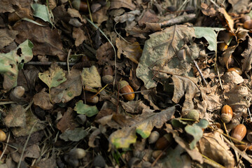 Żołędzie, liście, las, jesień, drzewa, dąb