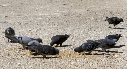 Domestic pigeons eating grains people put out for them in a dirt lot near a main street.