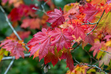 red maple leaves