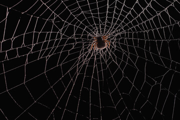 Obraz premium Spider web black with transparent background 