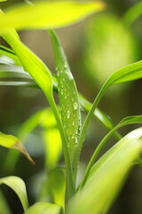 Water drops on a plant leaf 