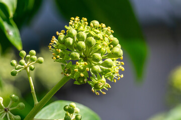 Flowering ivy (Hedera helix) with buds