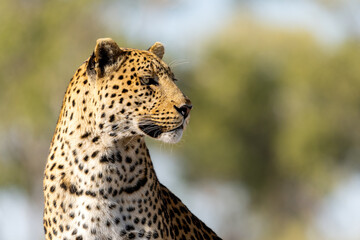 African leopard, Panthera leopard, Panthera pardus pardus, detail of head, Moremi game reserve, Okavango delta, Botswana, Africa
