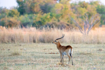 Red lechwe antelope, Kobus leche, male grazing in Moremi game reserve, Okavango delta, Botswana, Africa