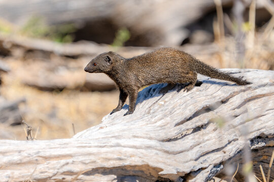 Dwarf mongoose, Helogale parvula posing on a dead tree branch, Moremi game reserve, Botswana, Africa