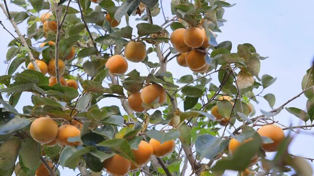 Persimmon tree fresh fruit that is ripened hanging on the branches