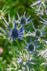 Blue flowers of the plant Eryngium