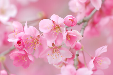 Fototapeta premium Close-Up of Beautiful Sakura Blossoms Background