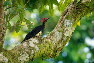 White-bellied woodpecker or Great black woodpecker - Dryocopus javensis is bird from evergreen forests in tropical Asia. Black bird with red head and white belly in green forest in Borneo