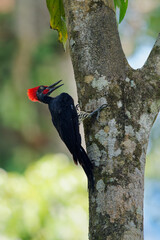 White-bellied woodpecker or Great black woodpecker - Dryocopus javensis is bird from evergreen forests in tropical Asia. Black bird with red head and white belly in green forest in Borneo