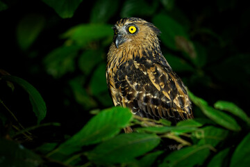 Buffy Fish Owl - Ketupa ketupu or Malay fish owl, bird in Strigidae, found in India and southern Burma, Cambodia, Laos and Vietnam, Thailand and Malay, owl hunting in the night above the river