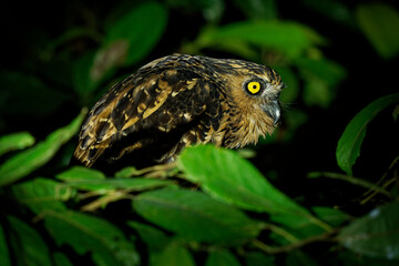 Buffy Fish Owl - Ketupa ketupu or Malay fish owl, bird in Strigidae, found in India and southern Burma, Cambodia, Laos and Vietnam, Thailand and Malay, owl hunting in the night above the river
