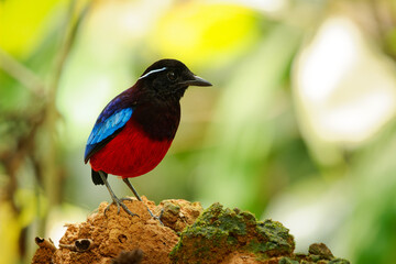 Black-crowned pitta Erythropitta ussheri also black-headed or black-and-crimson pitta, brightly...