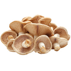 Group of Fresh Chanterelle Mushrooms Isolated on a Transparent Background