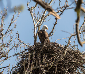 Americas majestic bird that represents the freedom we have in America, The Bald Eagle