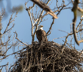 Americas majestic bird that represents the freedom we have in America, The Bald Eagle