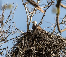 Americas majestic bird that represents the freedom we have in America, The Bald Eagle